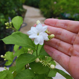 2 Sambac Jasmine Plants, 4 to 6 Inc Long, Maid of Orlean Jasmine Live Plants, Jasmine Well Rooted, White Jasmine Flower Plants Tree Live