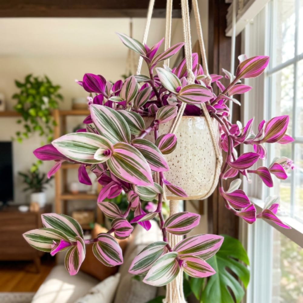 Wandering Jew Plant Live, Tradescantia Nanouk Plant Live 4-7 Inch Tall, Colorful Purple Pink Foliage for Indoor Outdoor Houseplant
