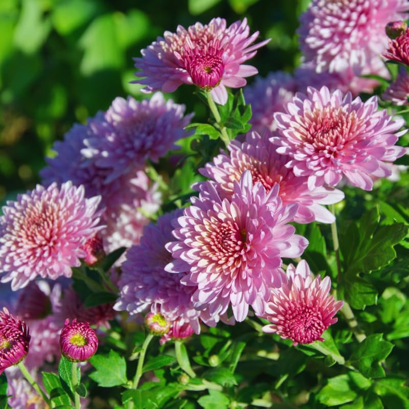 2 Pink Mums Plants Live, 5 to 6 Inc Long, Chrysanthemum Plants Live, Mum Live Plant Gardening,Planting