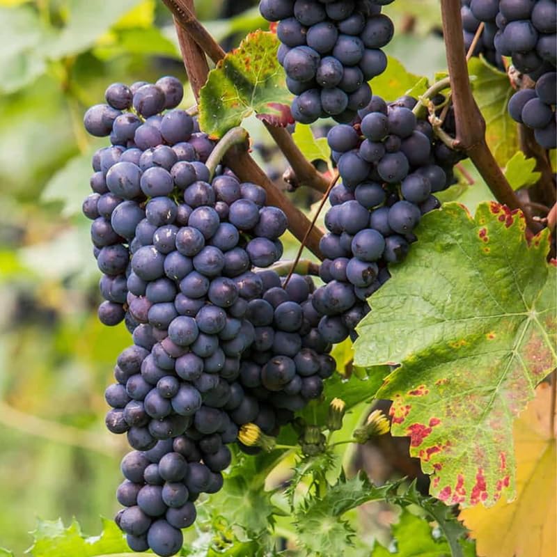 Black Grape Vine Plant Live for Planting, Grape Plant Live Grape Tree 1 to 2 Years Old, Grape Fruit Tree for Planting