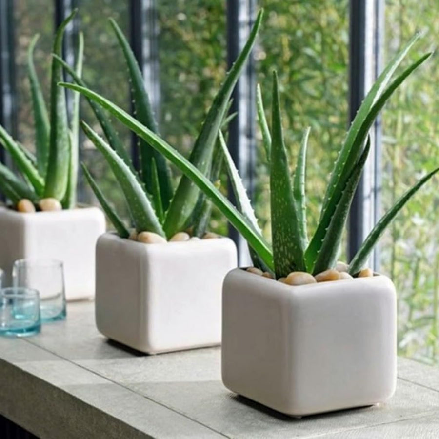 Aloe Vera Live Plant, Large Aloe Succulent Plant Live, 4 Inches Pot for Indoor Outdoor Houseplant