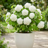 Pack of 2 Snowball Bush Live Plants, Snowball Viburnum Bush, 2.5 Inc Pot, 8-10 Inc Tall, Viburnum Live Plant for Outdoor Garden and Landscape