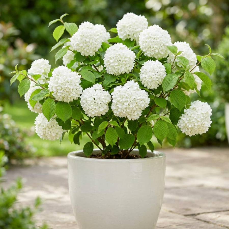 Pack of 2 Snowball Bush Live Plants, Snowball Viburnum Bush, 2.5 Inc Pot, 8-10 Inc Tall, Viburnum Live Plant for Outdoor Garden and Landscape