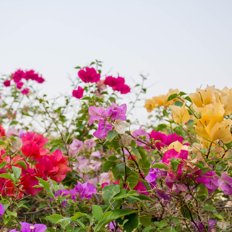 2 Trailing Bougainvillea Plants Live, Hardy Flowering Bougainvillea Plants for Hanging Basket, Container Growing, 4-8 Inches Tall (Mixed)