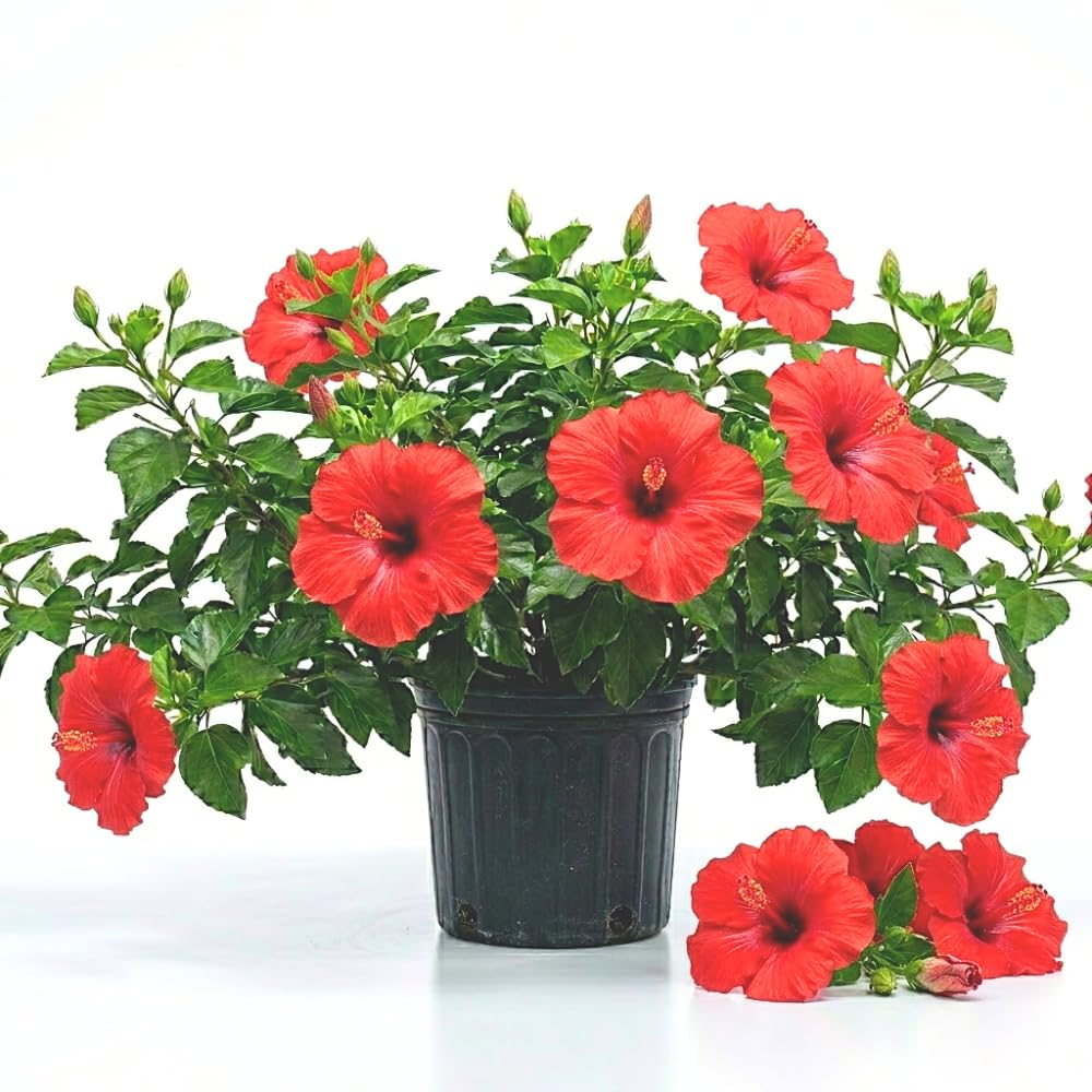 Red Hibiscus Plant Live, Hardy Hibiscus Plants Live 5-7 Inches Tall, Vibrant Blooming Flower, Well-Rooted Plant for Home Garden Indoor Outdoor
