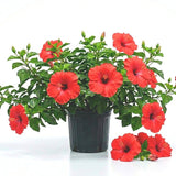 Red Hibiscus Plant Live, Hardy Hibiscus Plants Live 5-7 Inches Tall, Vibrant Blooming Flower, Well-Rooted Plant for Home Garden Indoor Outdoor