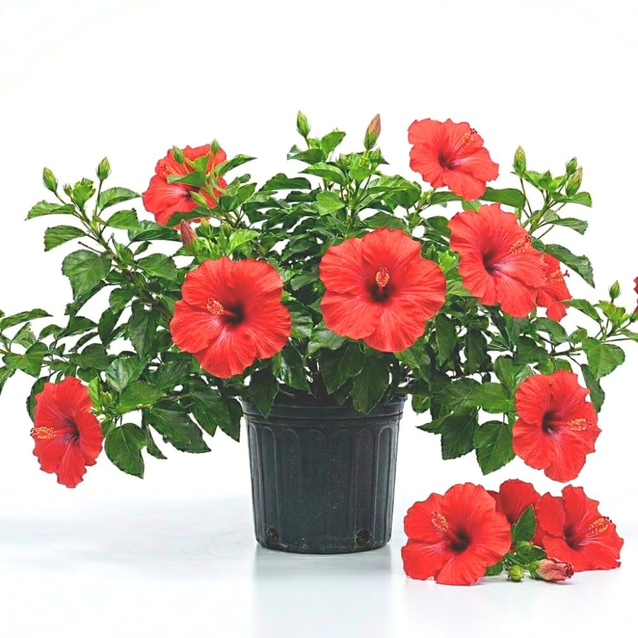 Red Hibiscus Plant Live, Hardy Hibiscus Plants Live 5-7 Inches Tall, Vibrant Blooming Flower, Well-Rooted Plant for Home Garden Indoor Outdoor