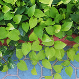 2 Pothos Live Plants, Live Pothos Plant, 3 to 5 Inc Tall, Indoor House Plants Outdoor (Green)