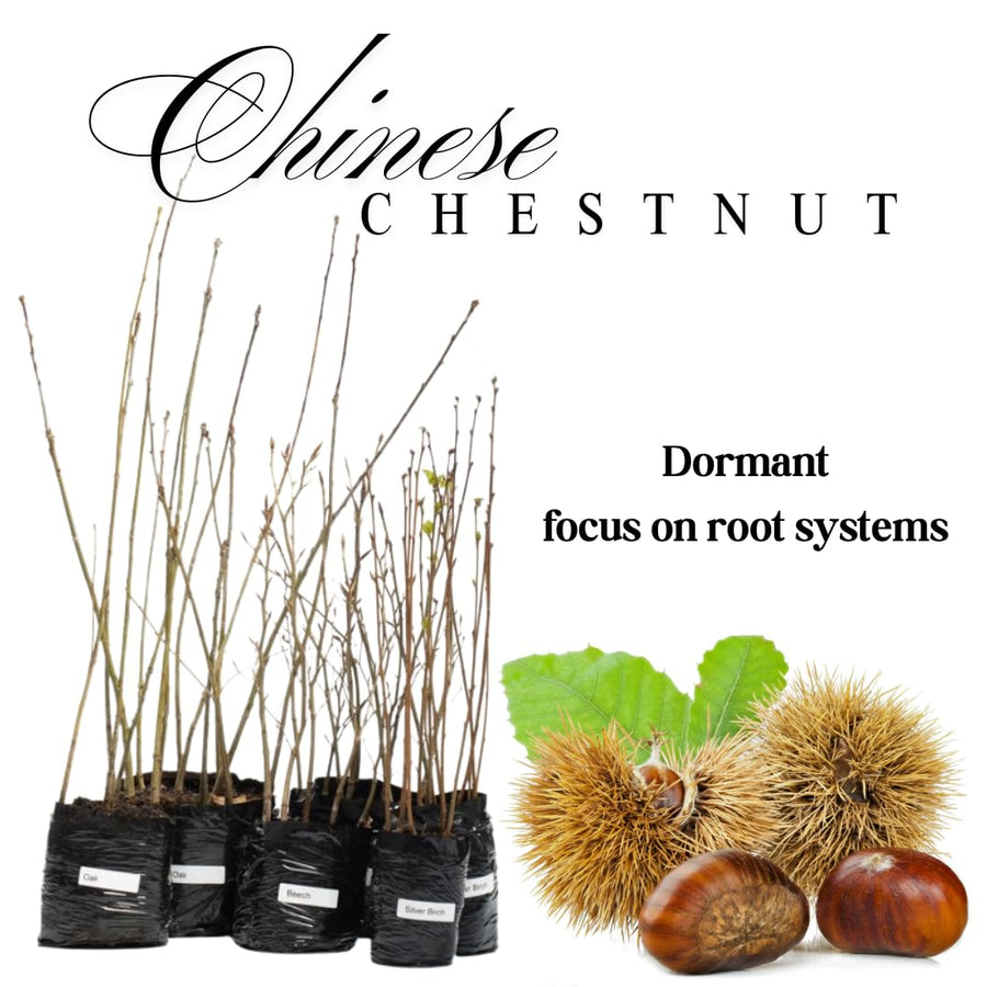6-12" Chestnut Tree Live Plant – 1 Quart Pot, Hardy Nut Tree for Garden, Patio, or Outdoor Planting, Well-Rooted Starter Tree