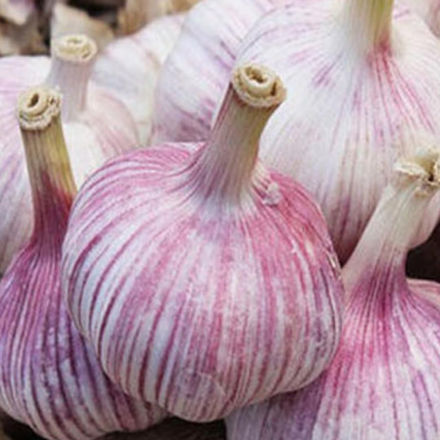 1 LB Jumbo Size Purple Garlic for Planting in Spring, Softneck Hardneck Garlic Bulbs for Planting, Fresh and High Yield, Cold Hardy, Fast-growing, 5-6 Bulbs Garlic