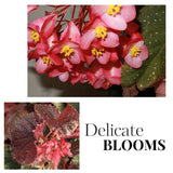 Set 3 Begonias Live Plants, Pink Angel Wing Begonia Maculata White Polka Dot, No Pot, Starter 4 to 8 Inc Tall, Indoor Outdoor Houseplant