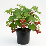 Thimbleberry Raspberry Plant Live, Thimbleberry Live Plant, 4 Inches Pot, 3-5 Inches Tall, Sweet Red Summer Fruit for Containers and Outdoor Gardens