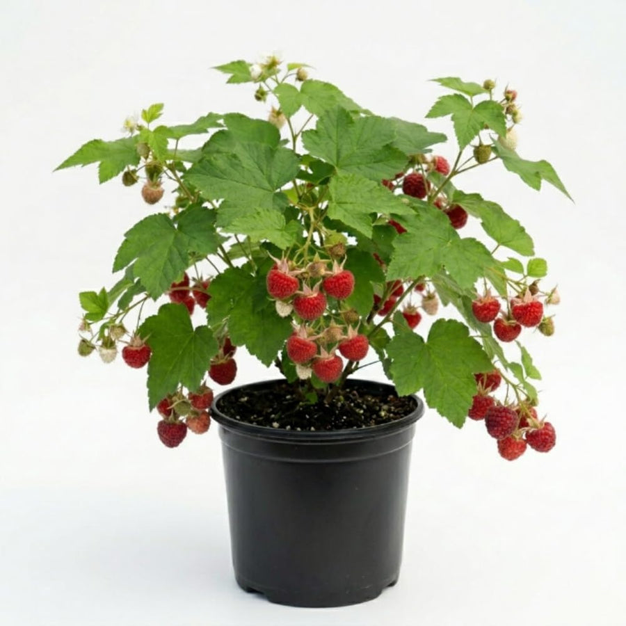 Thimbleberry Raspberry Plant Live, Thimbleberry Live Plant, 4 Inches Pot, 3-5 Inches Tall, Sweet Red Summer Fruit for Containers and Outdoor Gardens