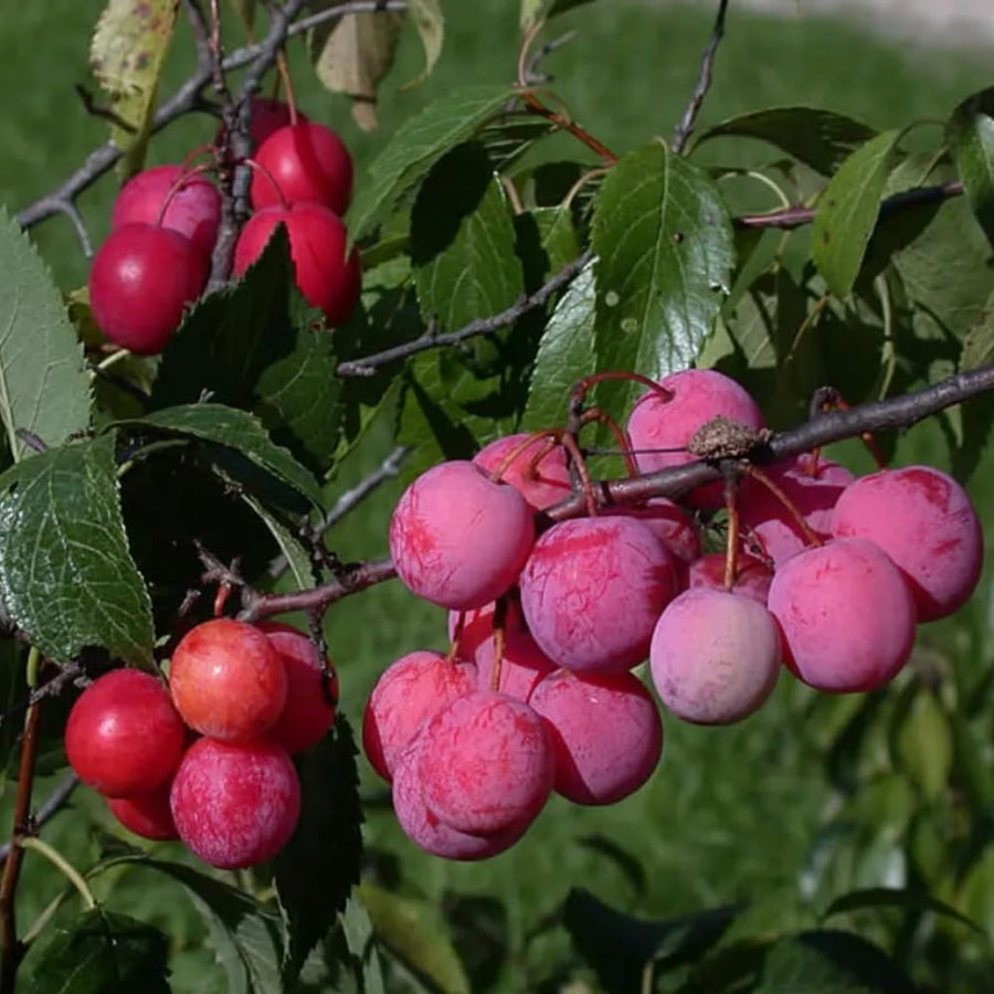 Wild Plum Tree Live Plant, 1.5-2 Feet Height, Bareroot Dormant Plum Plant Live for Planting Outdoors, Plum Tree Plant