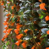 Trailing Goldfish Plant Live in 4'' Pot, Hardy Goldfish Plant for Hanging Basket, Easy-Care Houseplant, Rare Indoor Plant, 4-7 Inch Tall