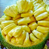 Jackfruit Tree Live Plant from 9 to 11 Inc Tall, Live Jackfruit Plant Pot 4 Inc