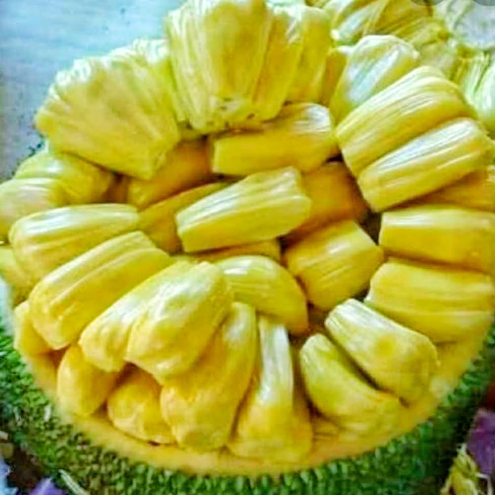 Jackfruit Tree Live Plant from 9 to 11 Inc Tall, Live Jackfruit Plant Pot 4 Inc