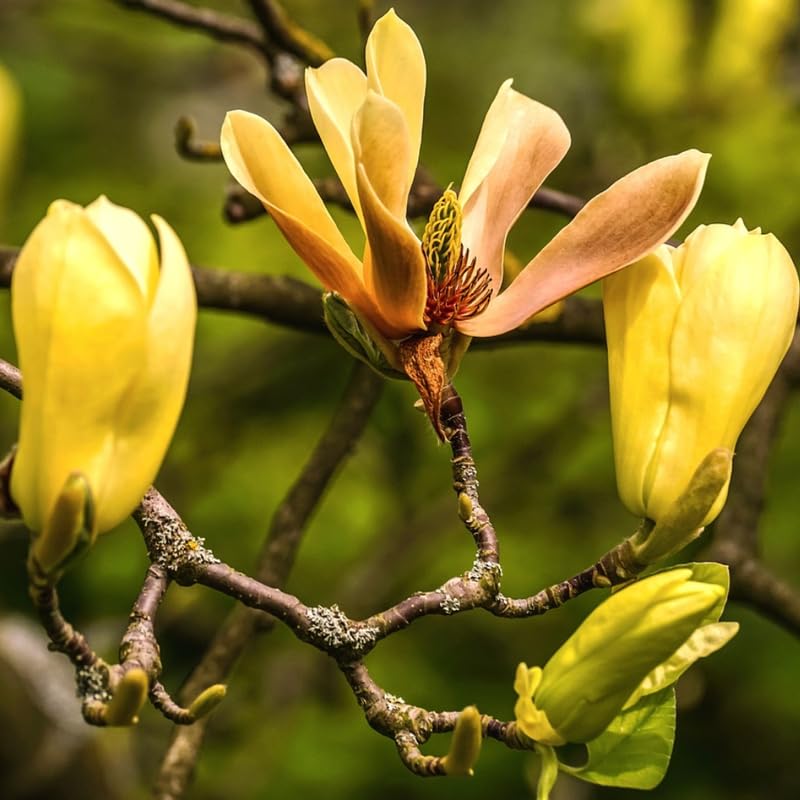 2 Magnolia Trees Live Plants, Fragrant Magnolia Plant Live for Planting Outdoor 6-12 Inch Height, in Pot, Beautiful Magnolia Flowers Tree (Yellow Bird Magnolia)