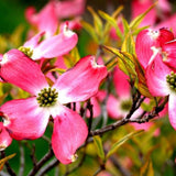 Pink Dogwood Tree Live Plant, Dogwood Plant Live in Quart Pot, 6"-12" in Tall Dogwood Tree Bush for Planting Outside, Dogwood Tree Flower Shrub