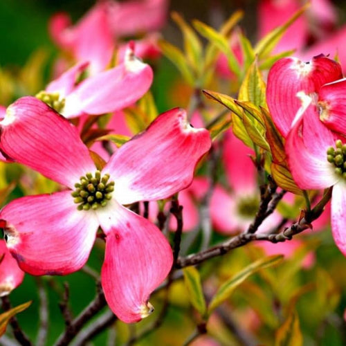 Pink Dogwood Tree Live Plant, Dogwood Plant Live in Quart Pot, 6"-12" in Tall Dogwood Tree Bush for Planting Outside, Dogwood Tree Flower Shrub