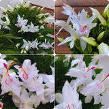 White Christmas Cactus Plant Live Christmas Cactus, Holiday Cactus Live Plant, 4 Inc Pot
