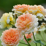 Single Color Random Climbing Rose Live Plant, Fragrant Rose Bush Ready to Plants, Zone 5 to 9, Size 5 to 7 Inches and Bare Root