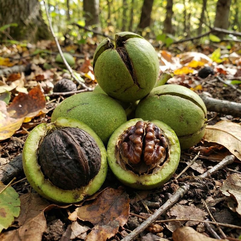 Set 2 Black Walnut Tree Bare Root 12-16'' Tall, Nut Tree Seedling for Yard and Garden Planting