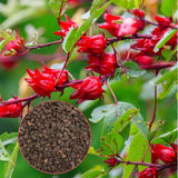 50 Roselle Seeds for Planting, Roselle Hibiscus Seeds, Hibiscus Sabdariffa Seed, Fresh Garden Edible Flower Plant Seed