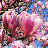 2 Magnolia Trees Live Plants, Fragrant Magnolia Plant Live for Planting Outdoor 6-12 Inch Height, in Pot, Beautiful Magnolia Flowers Tree (Jane Magnolia)