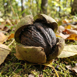 2 Black Walnut Trees, 2 Years-Old Walnut Bare Roots, Outdoor Nut Tree for Planting, Ready to Grow