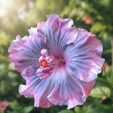 Set of 7 Hibiscus Cuttings for Planting, Tropical Flowering Plants, Ready to Grow, Suitable for Outdoor Garden or Containers (Purple Hibiscus)