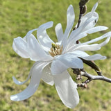 Magnolia Tree Live Plant in 2.5'' Pot, Magnolia Starter Tree, Ornamental Flowering Tree, Outdoor or Container Growing (White Magnolia)