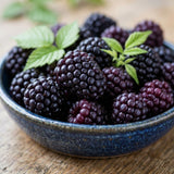 Thornless Boysenberry Plant, Boysenberry Plant for Planting, 5-7 Inc Tall, Sweet Boysenberries for Indoor Outdoor Growing