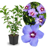 Rose of Sharon Plant in Quart Pot, Hardy Hibiscus Flowering Shrub, Vibrant Outdoor Althea Plants, Fast-Growing Perennial