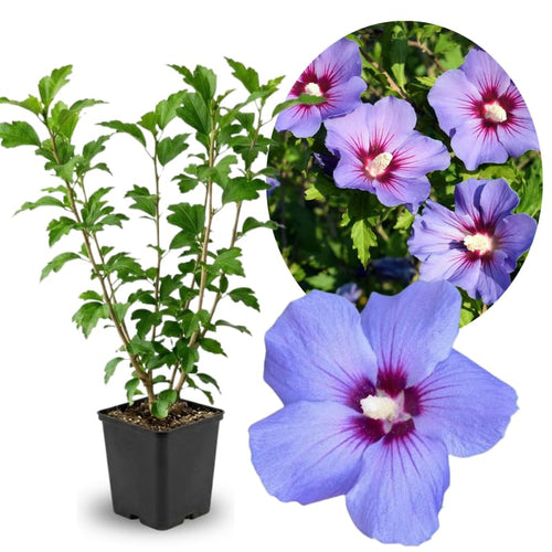 Purple Rose of Sharon Plant in Quart Pot, Hardy Hibiscus Flowering Shrub, Vibrant Outdoor Althea Plants, Fast-Growing Perennial