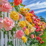 Climbing Rose Bushes Ready to Plant, Well-Rooted, Hardy Roses Tree 5 to 10 Inc Tall, Fragrant, Outdoor Planting (Assorted)