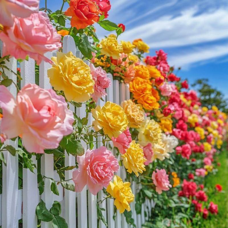Climbing Rose Bushes Ready to Plant, Well-Rooted, Hardy Roses Tree 5 to 10 Inc Tall, Fragrant, Outdoor Planting (Assorted)