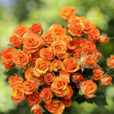 2 Rose Plants Live, Rose Bush Live Plants, Fragrant Rose Flowers, Well Rooted 5-10 Inch Tall, No Pot (Orange Rose)