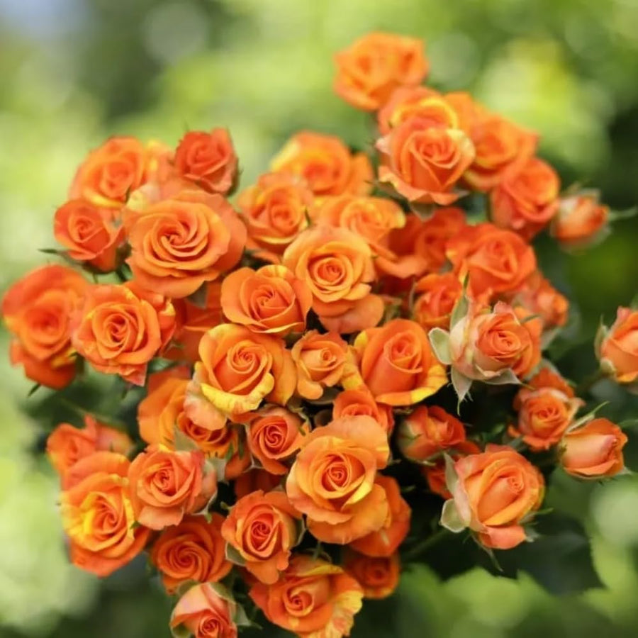 2 Rose Plants Live, Rose Bush Live Plants, Fragrant Rose Flowers, Well Rooted 5-10 Inch Tall, No Pot (Orange Rose)