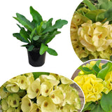 Euphorbia Crown of Thorns Plant, Hardy Perennial Succulent Plant 3-5 Inches, Vibrant Yellow Flowers, Gardens and Indoor Planting