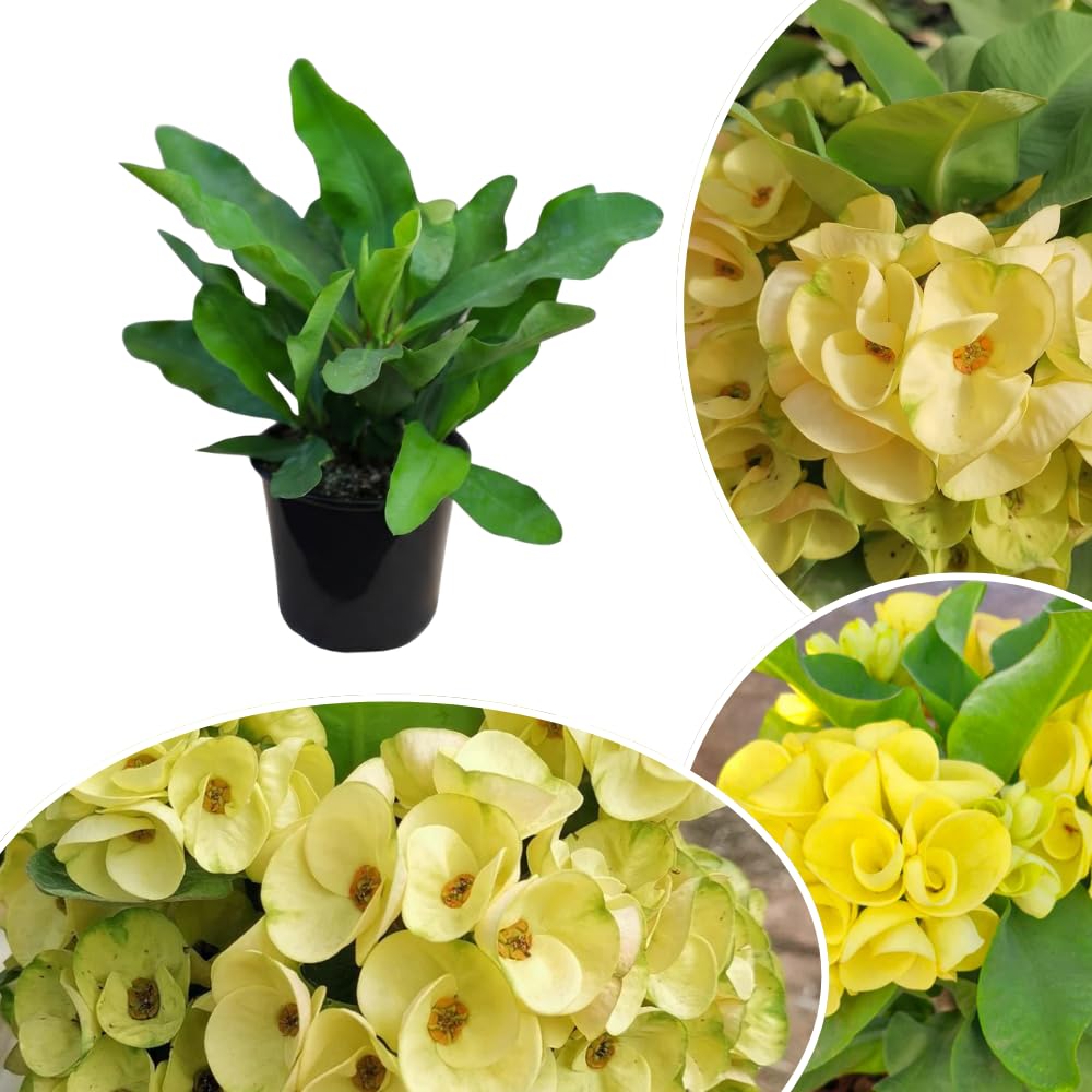Euphorbia Crown of Thorns Plant, Hardy Perennial Succulent Plant 3-5 Inches, Vibrant Yellow Flowers, Gardens and Indoor Planting