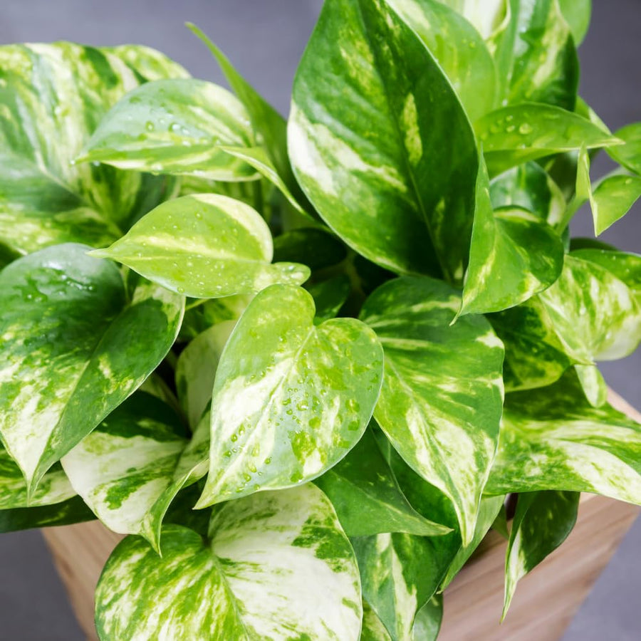 Set 2 of Pothos Plants Live, Pothos Vine Live Plants, Indoor House Plant Garden, 3 to 5 Inc in Height