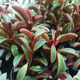 Peperomia Live Plant in 4" Pot, Easy-Care Indoor Trailing Houseplant Succulent Live (Ruby Peperomia)