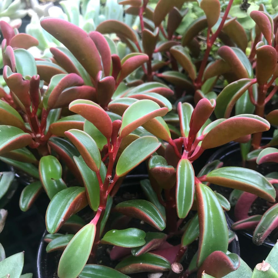 Peperomia Live Plant in 4" Pot, Easy-Care Indoor Trailing Houseplant Succulent Live (Ruby Peperomia)