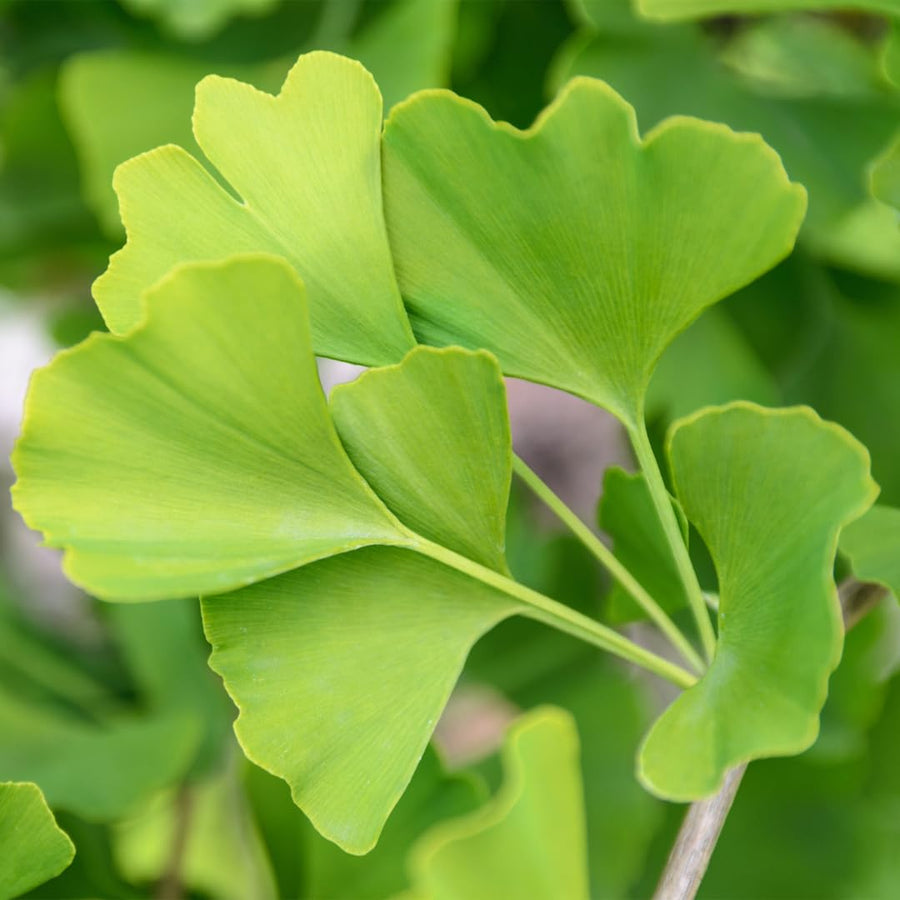 Ginkgo Tree Live Plant for Planting, 4 to 7 Inches Tall, Yellow Ginkgo Plant, Suitable for Garden or Landscape
