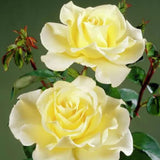 Rose Bush Live Plant - Heirloom Rose Plant Live - Fragrant Rose Flowers Hybrid Tea Rose Seedling - Bareroot with Soil 5-10 Inc Tall (Light Yellow Rose)