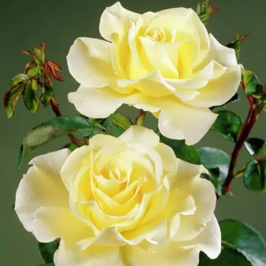 Rose Bush Live Plant - Heirloom Rose Plant Live - Fragrant Rose Flowers Hybrid Tea Rose Seedling - Bareroot with Soil 5-10 Inc Tall (Light Yellow Rose)