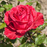 Rose Bush Live Plant - Climbing Rose Plant Live Shrub - Bareroot with Soil 7-10 Inch Tall - Fragrant Rose Flowers Heirloom Rose Shrub (Rare Red Rose)