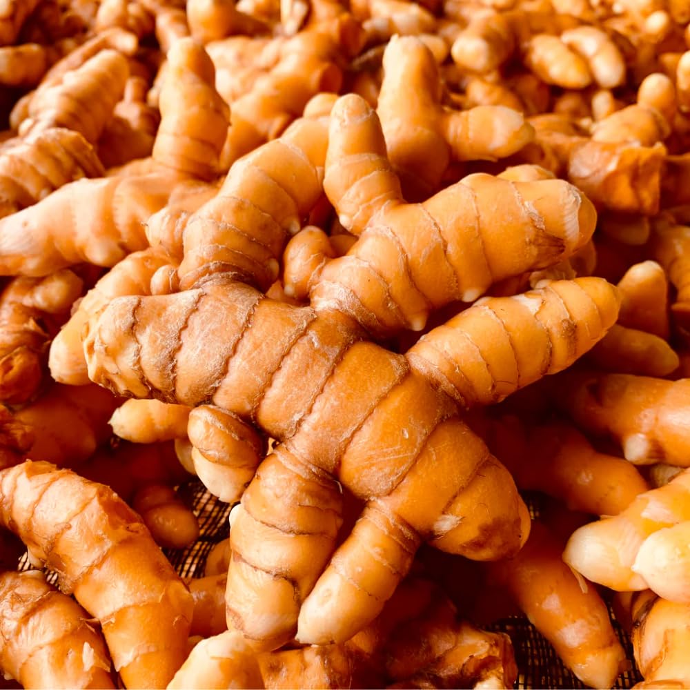 2 Ginger Plants Live for Planting, Tropical Flowering Plant for Garden or Patio, Hardy Ginger Plant No Pot, 5-9" Height (Curcuma Turmeric Ginger Plant)