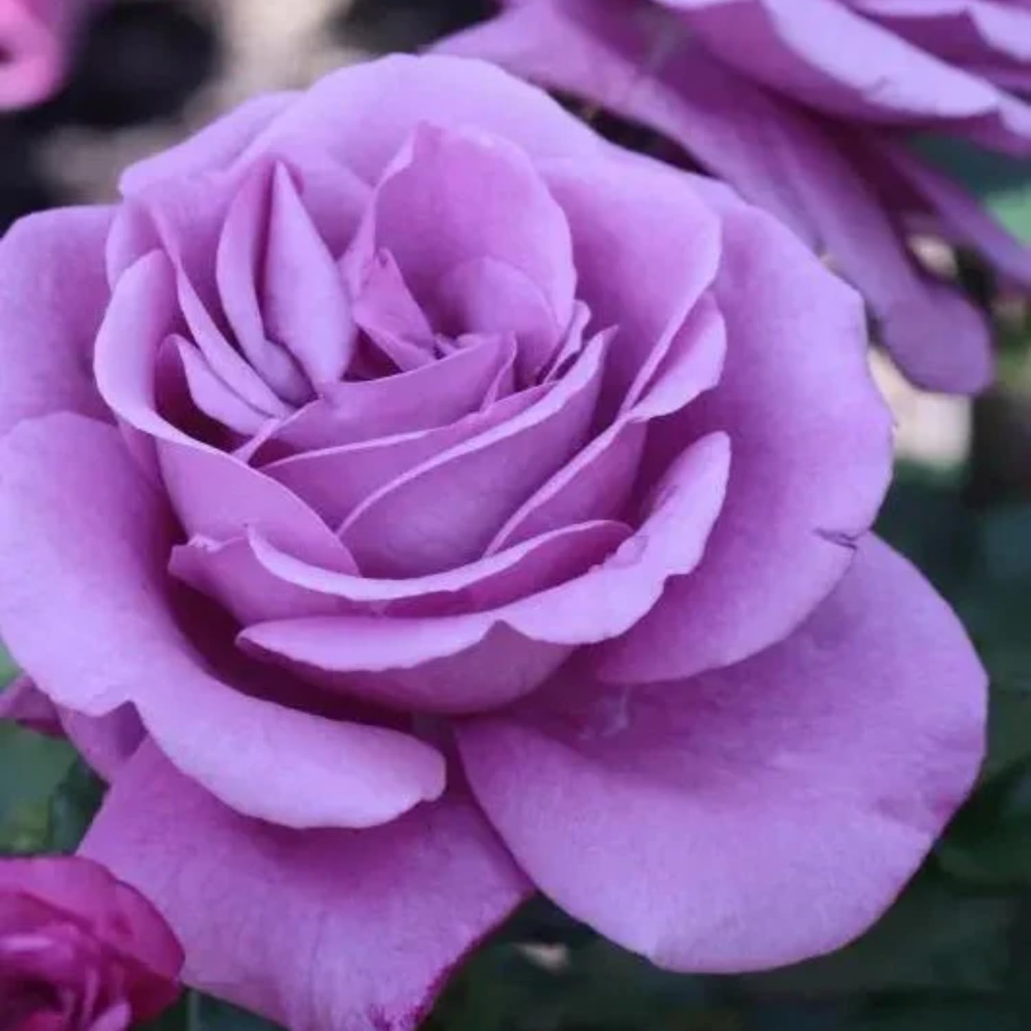 Purple Mini Rose Plant Live, Miniature Rose Bush in 3" Pot, Indoor Outdoor Flowering Plant, Compact Live Rose for Gifts and Gardens